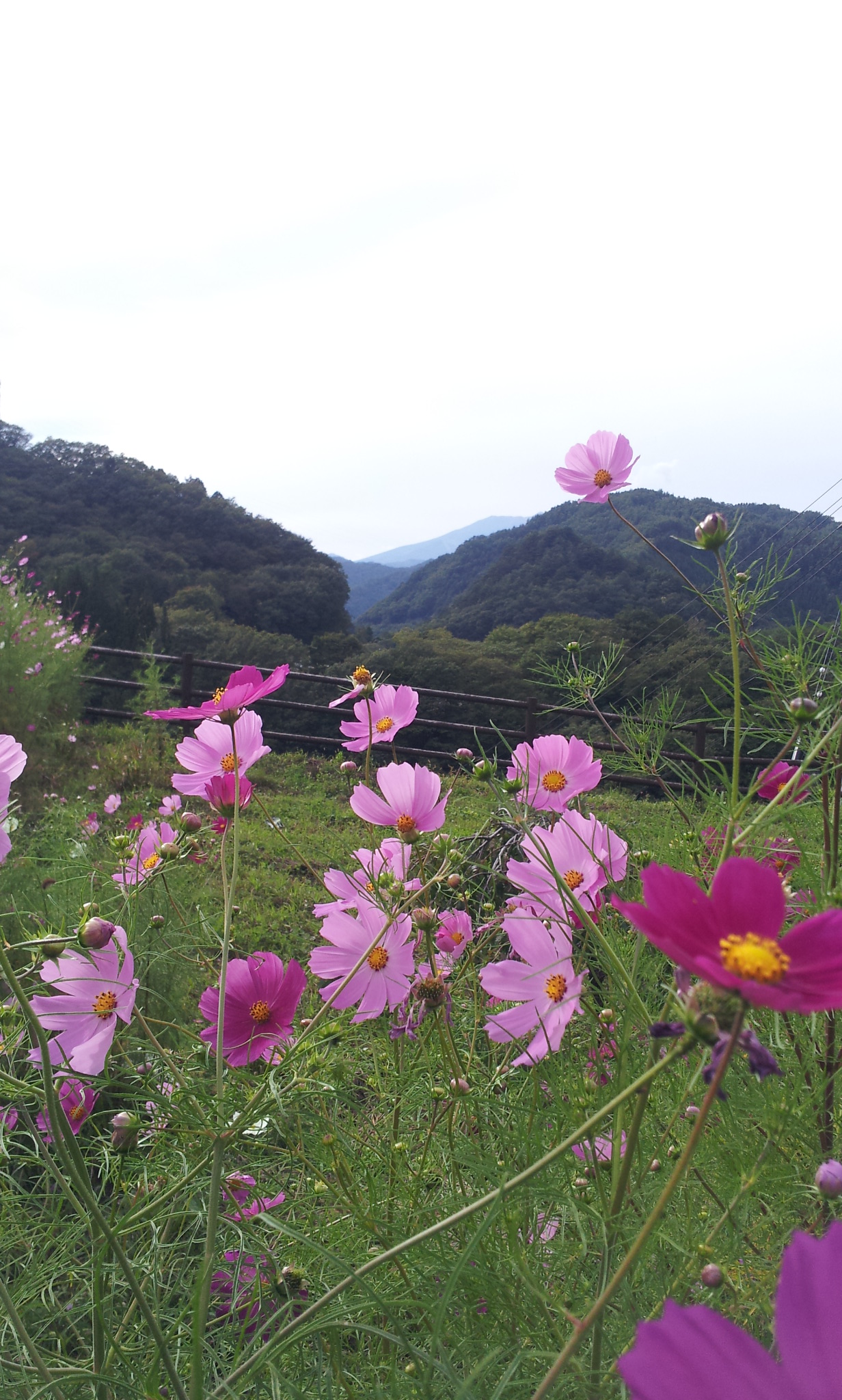 http://www.hakusekikan.co.jp/mt/images/2014-09-18%2015.16.00.jpg
