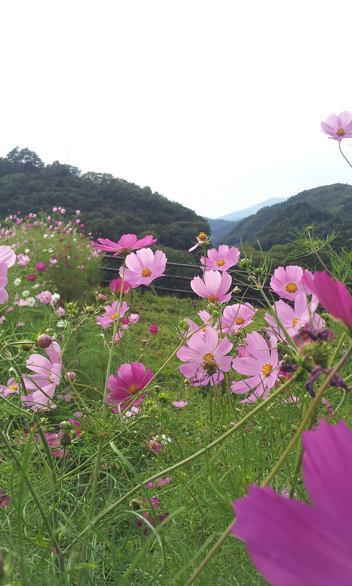 http://www.hakusekikan.co.jp/mt/images/2014-09-18%2015.16.29.jpg