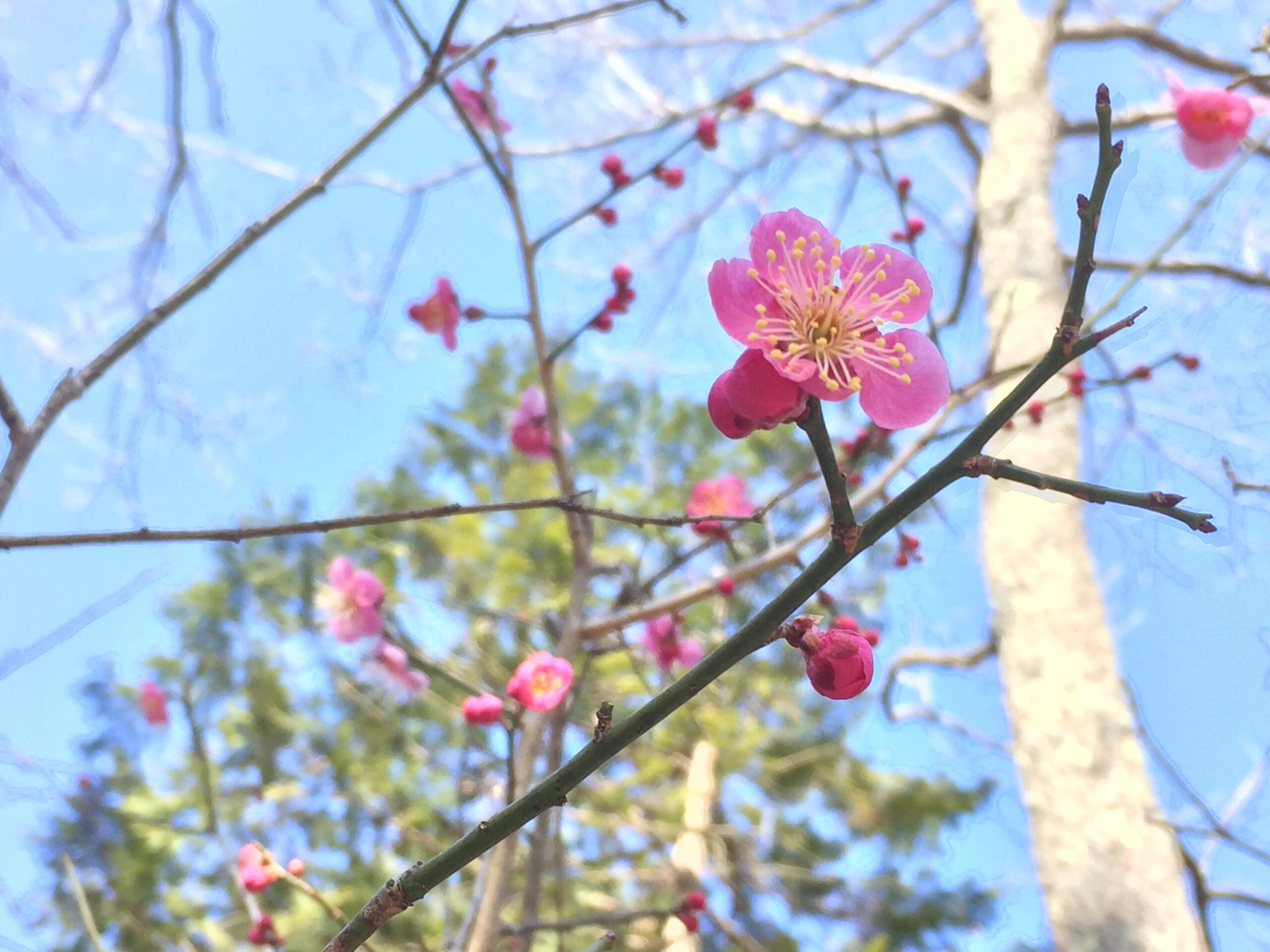 (晴天の三連休) 小さな 春の花が咲きました