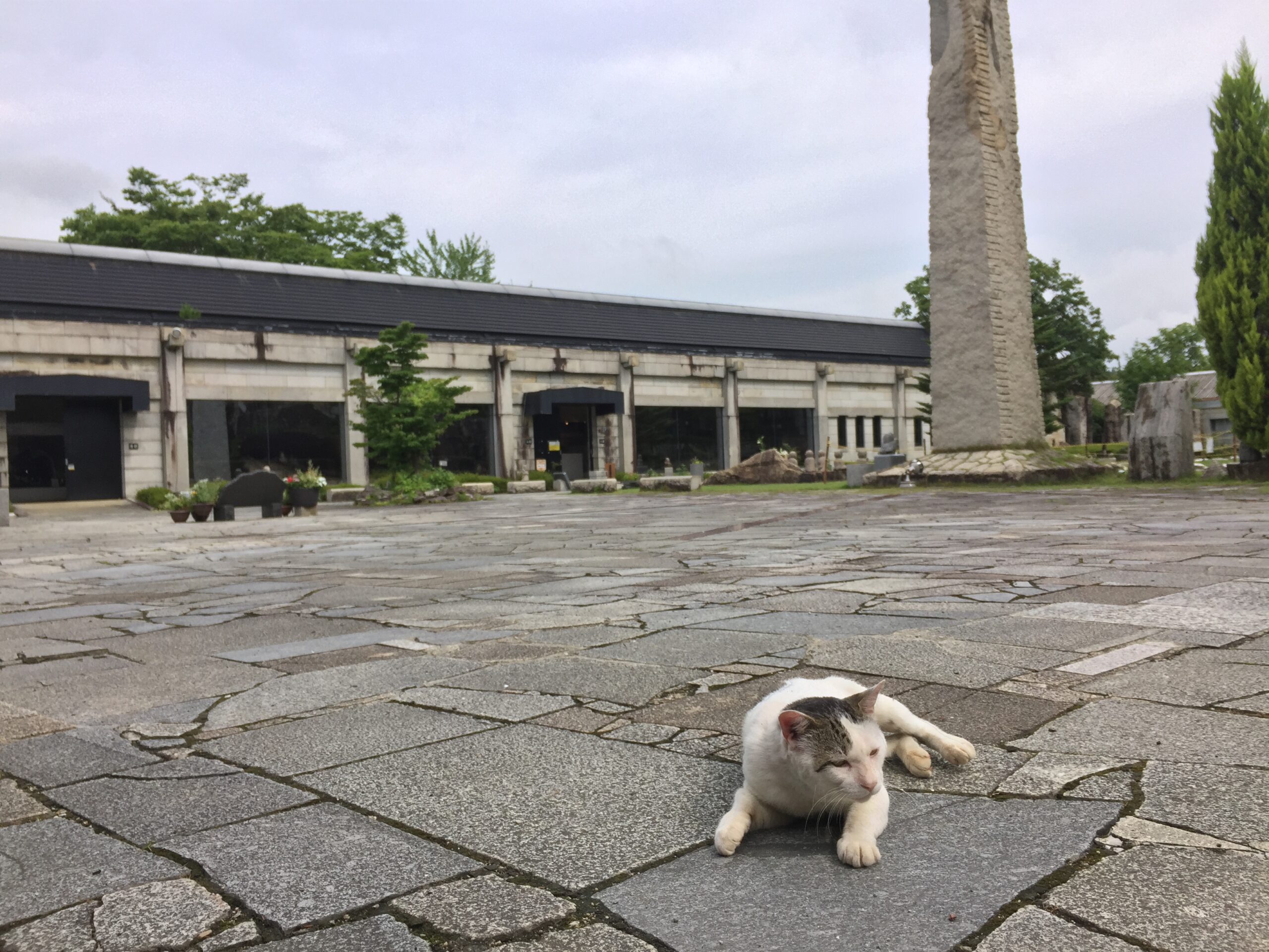 猛暑お見舞い申しあげますにゃぁ～