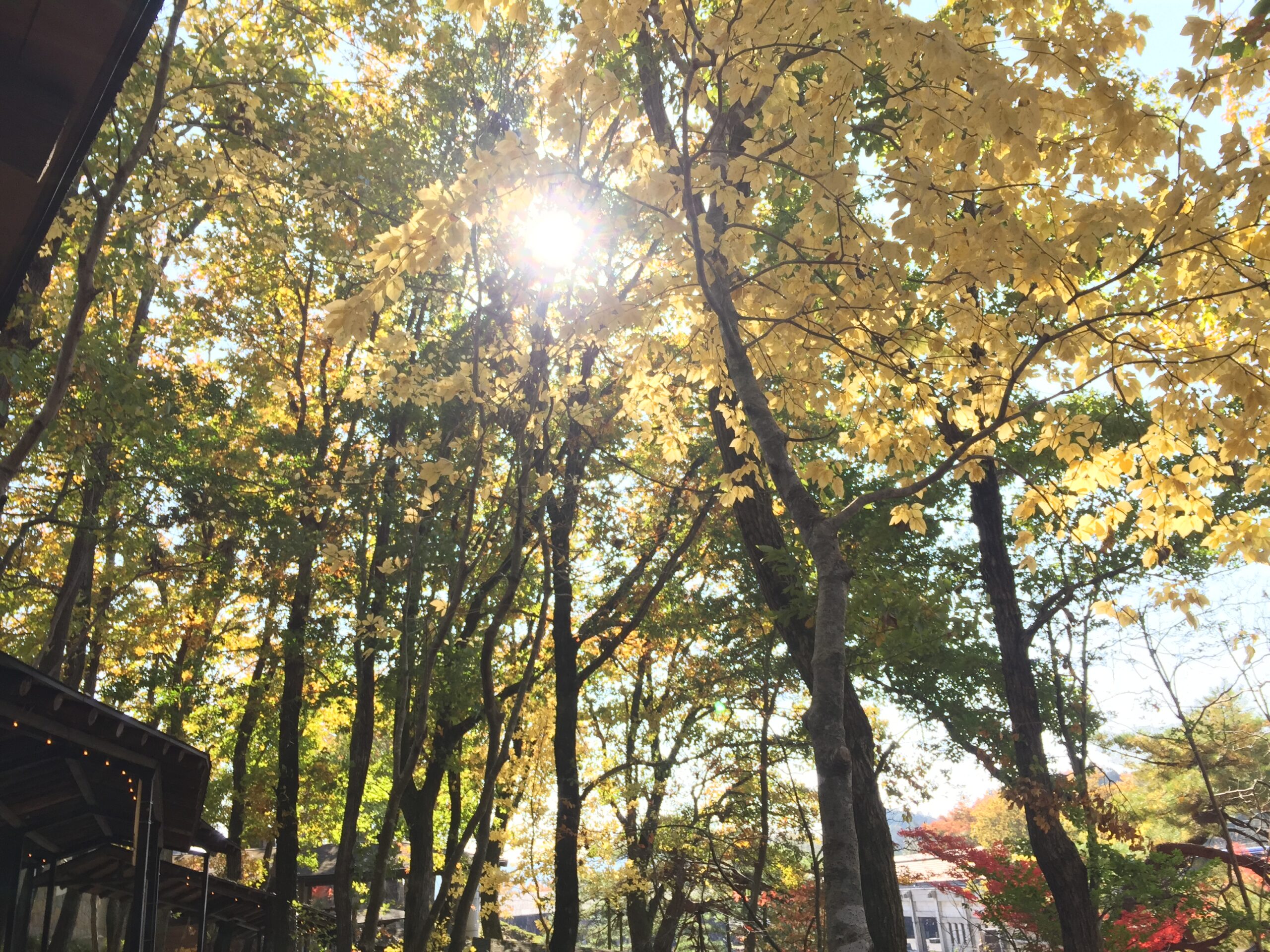 紅葉情報(11月10日)