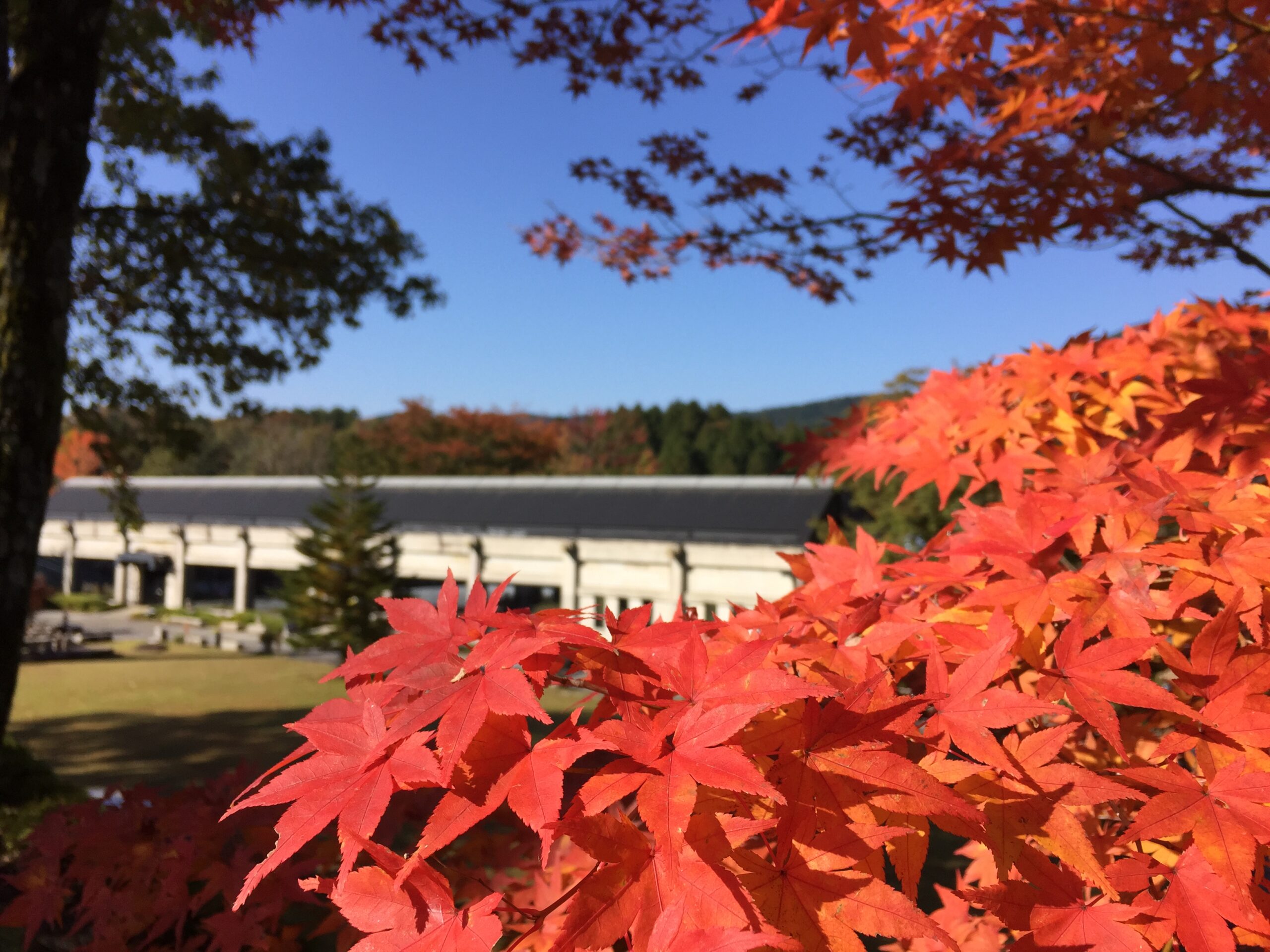 一気に紅葉