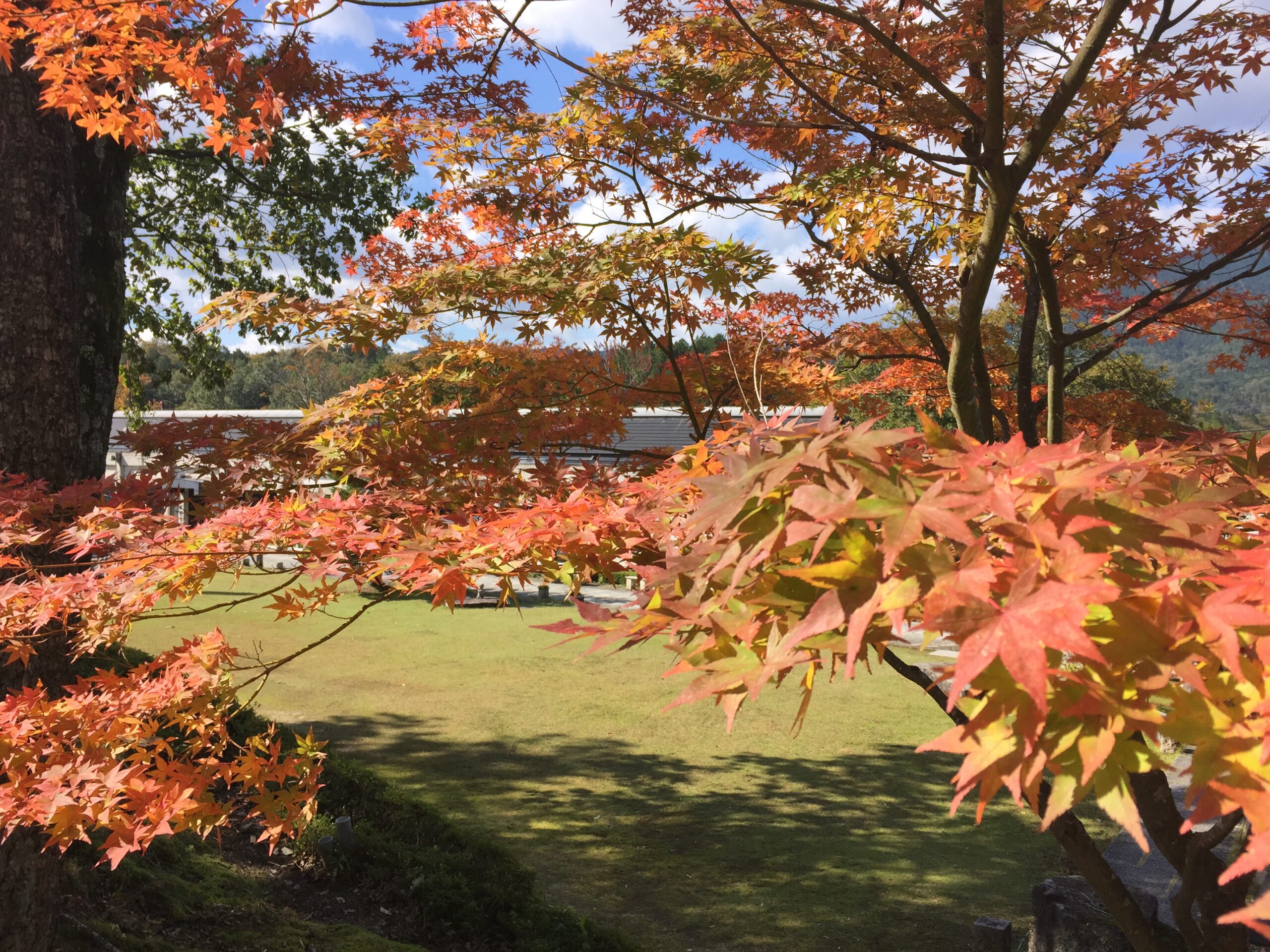 紅葉もお楽しみください