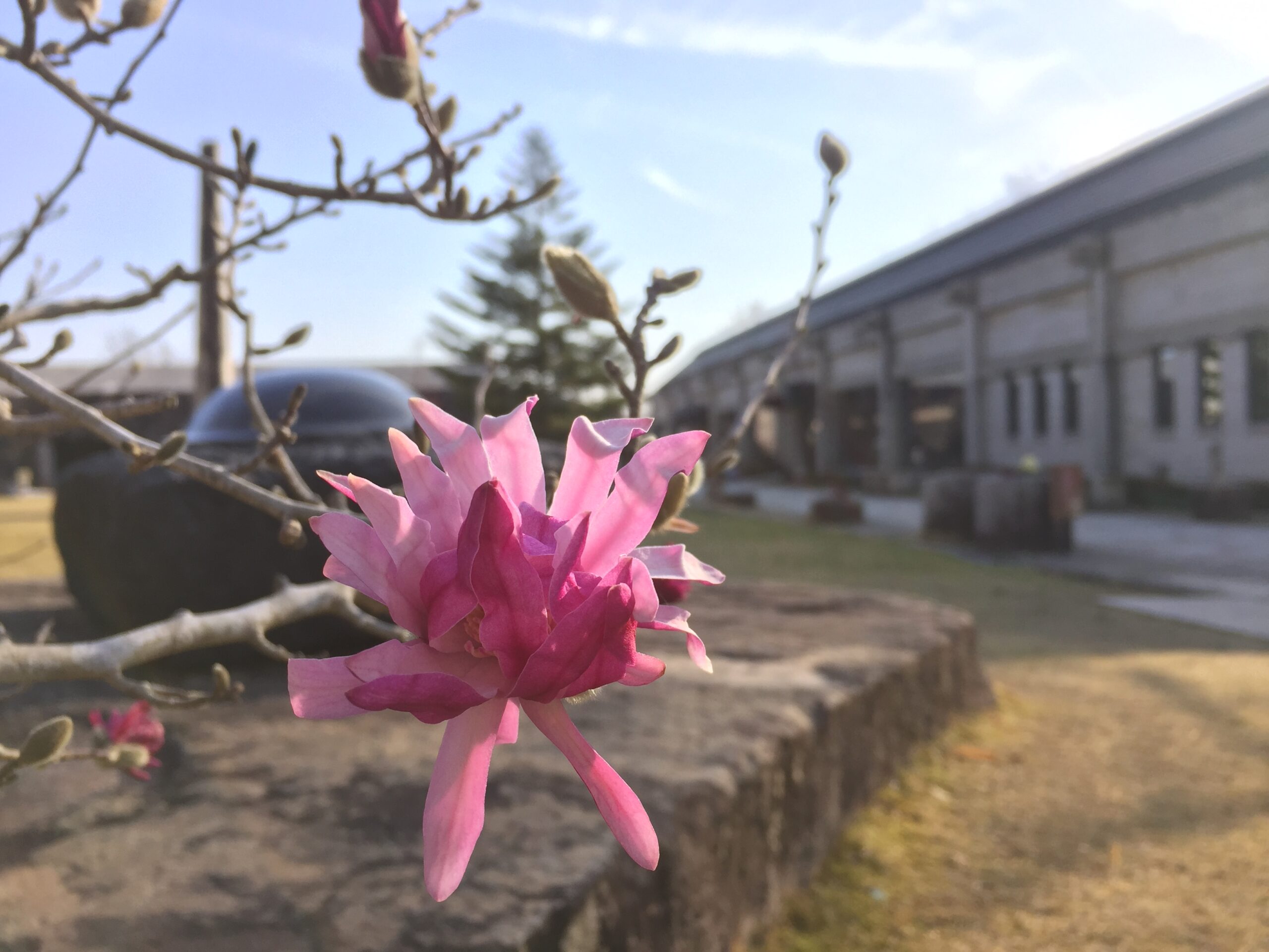 春の花、次つぎと･･　