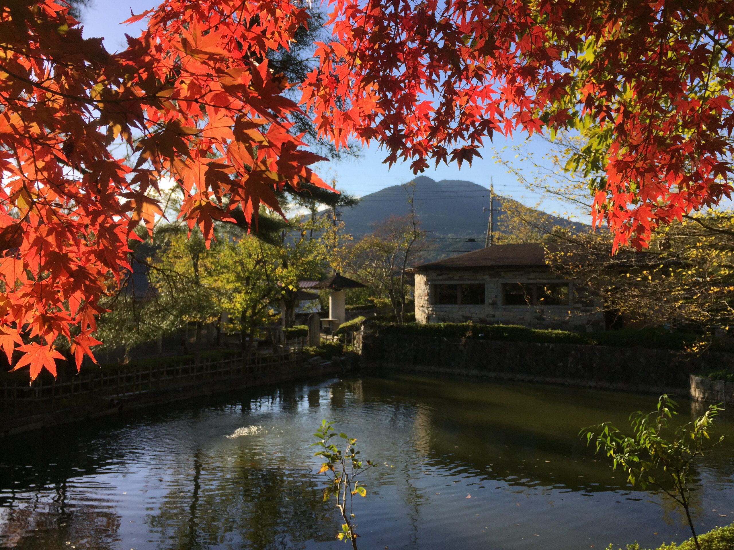 （11/2) 紅葉情報