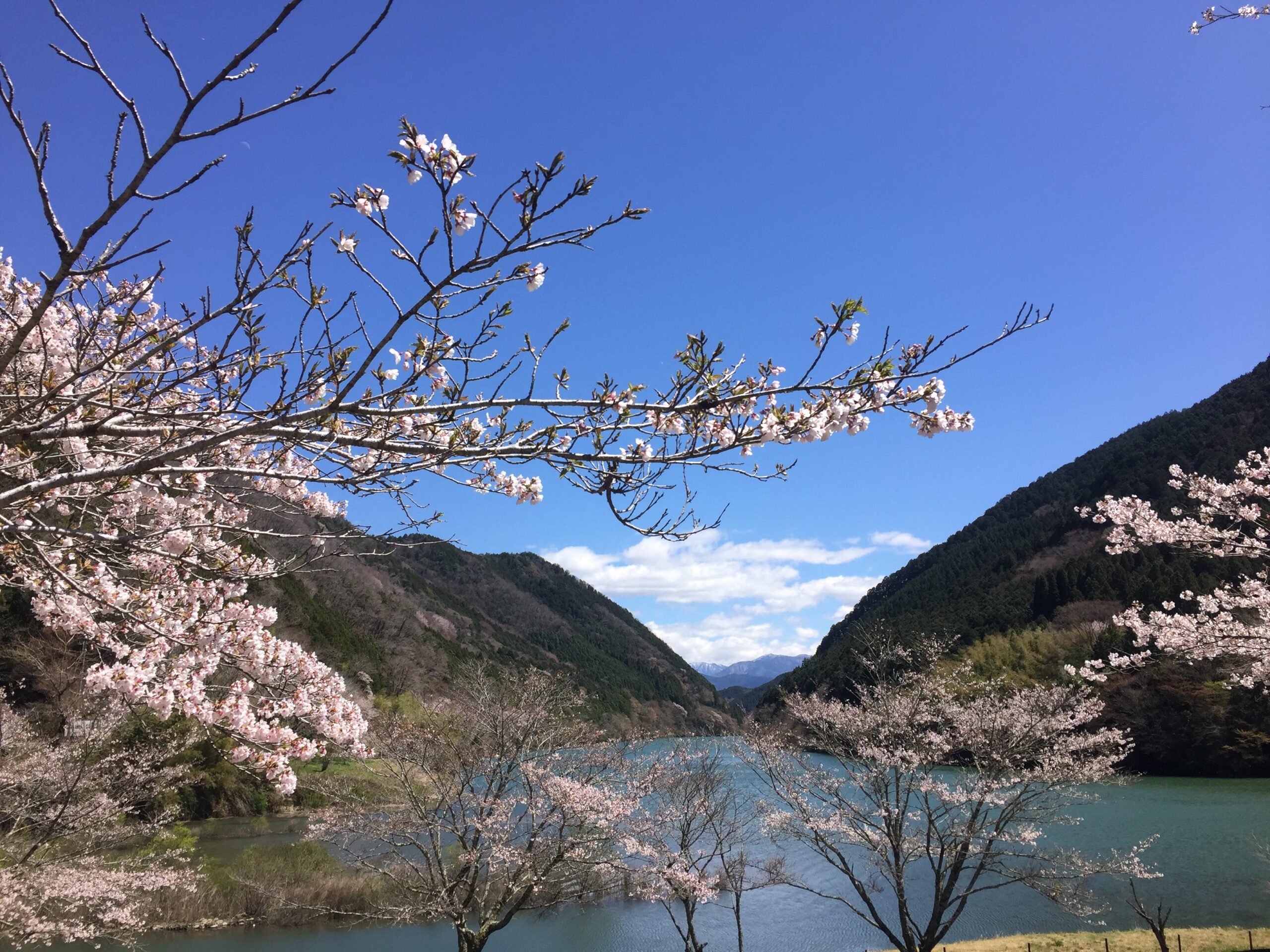 (４月13日) ｢恵那峡周辺｣ のさくら満開