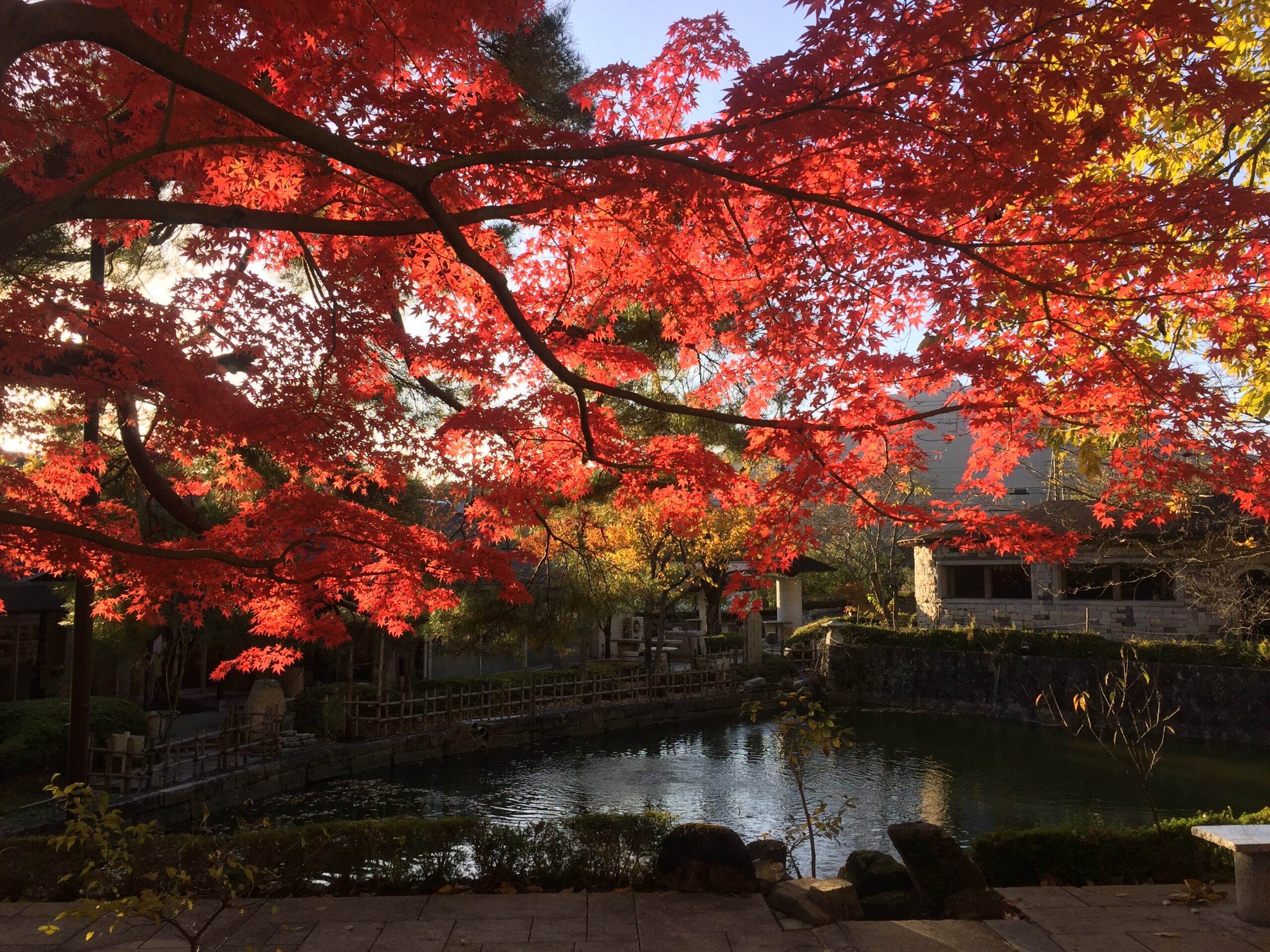 (11月16日) 紅葉ピーク