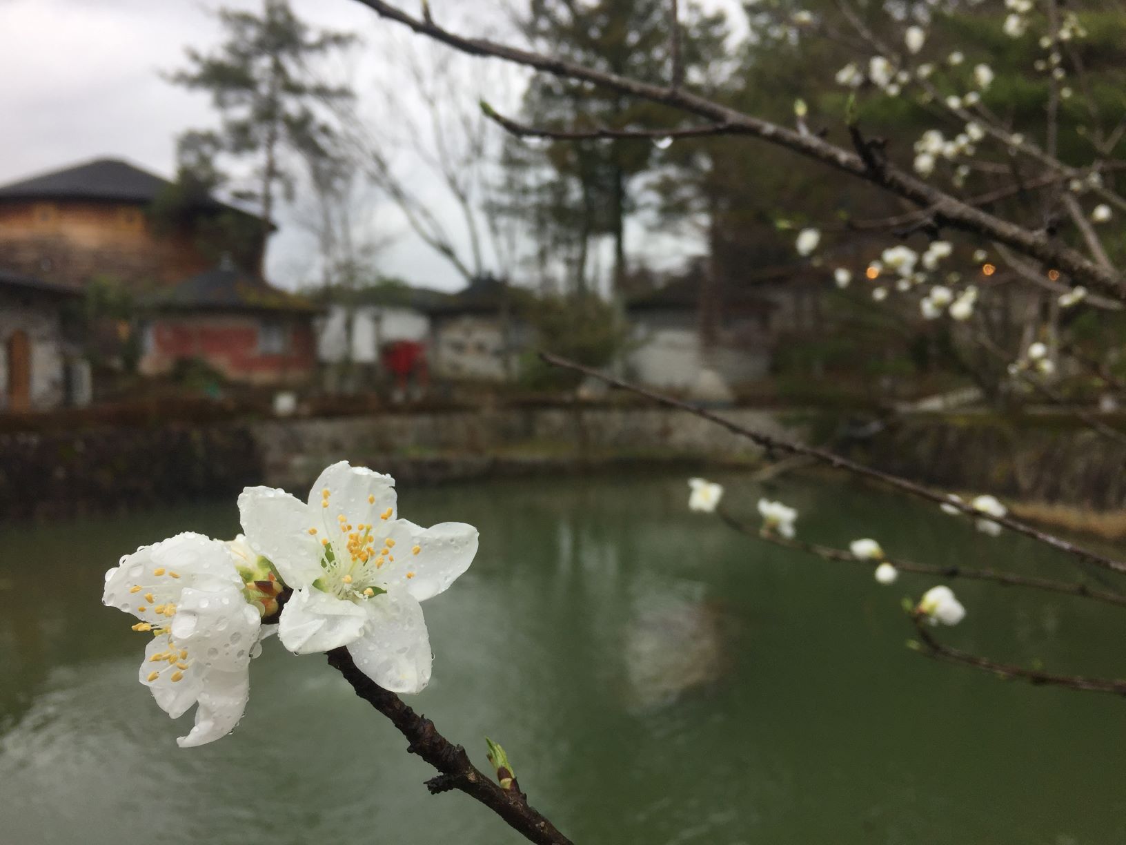 きびしい時も、季節は春に