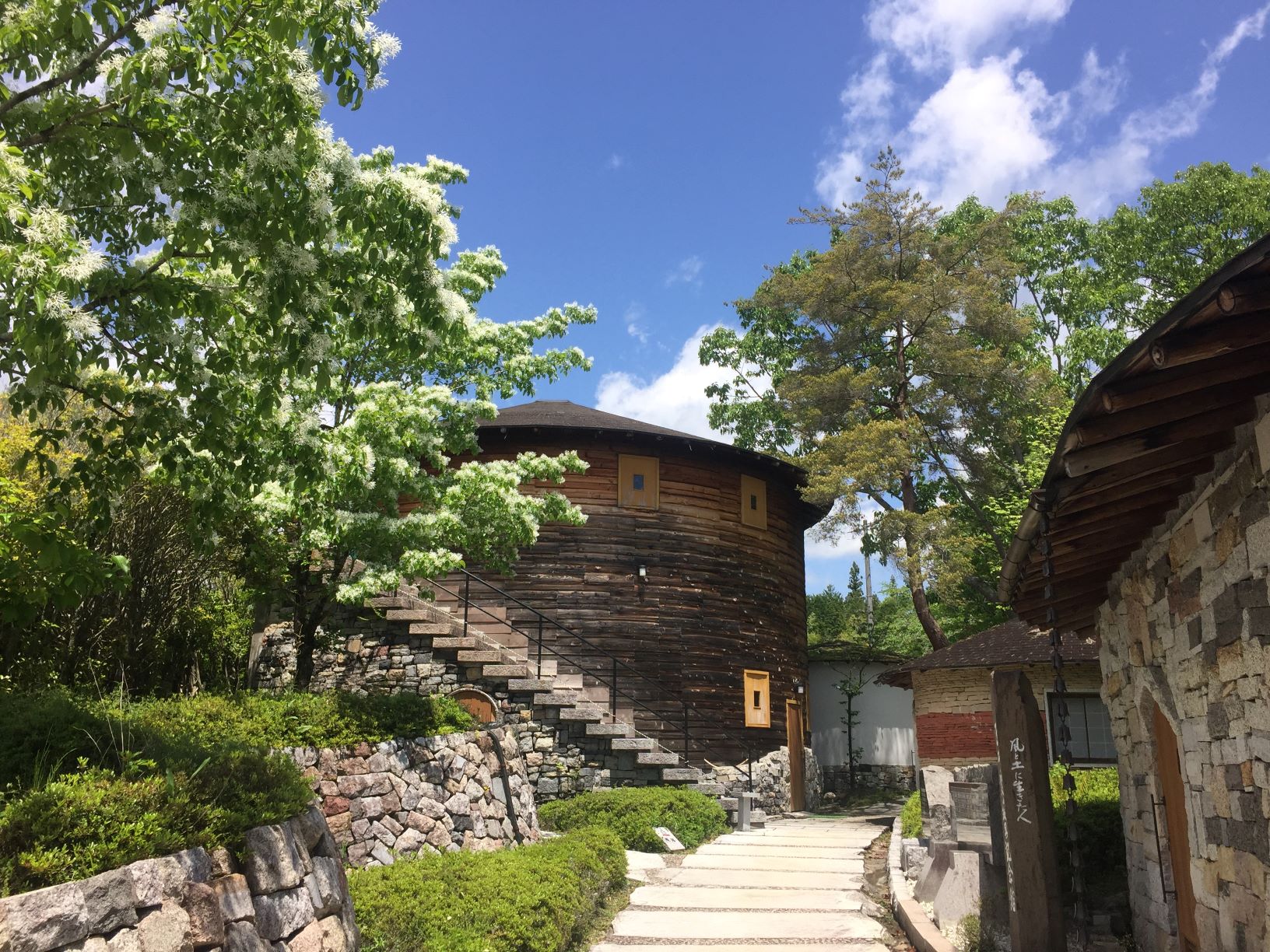 ｢ひとつばたご｣ の花が咲いています(5/20日情報)